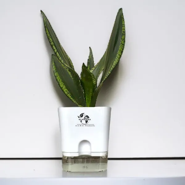 Snake_Plant(Sansevieria_Whitney)_With_Self_Watering_Pot