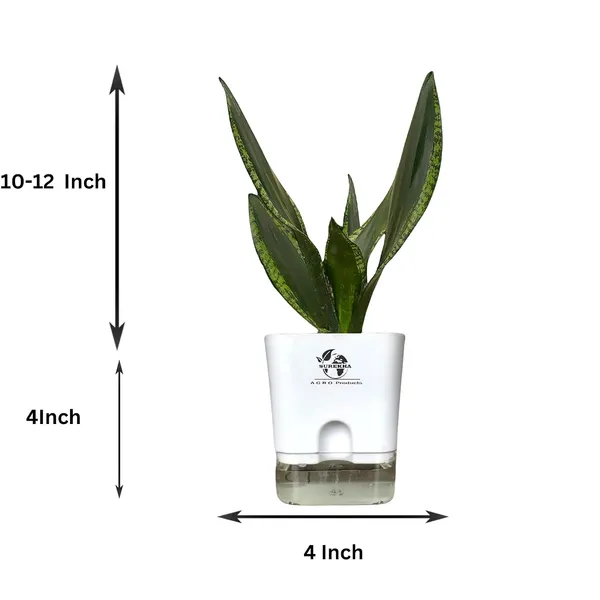 Snake_Plant(Sansevieria_Whitney)_With_Self_Watering_Pot