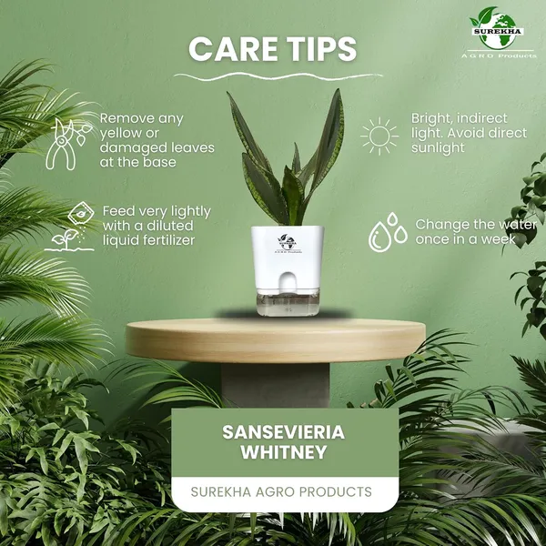 Snake_Plant(Sansevieria_Whitney)_With_Self_Watering_Pot