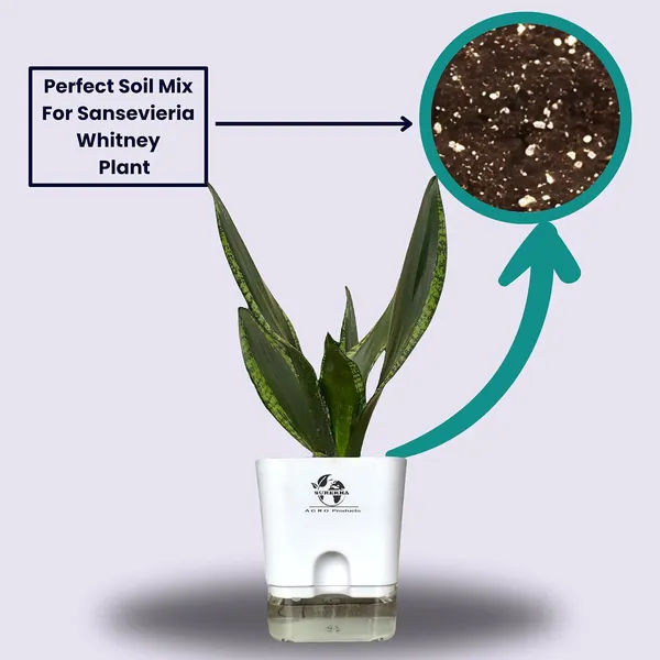 Snake_Plant(Sansevieria_Whitney)_With_Self_Watering_Pot