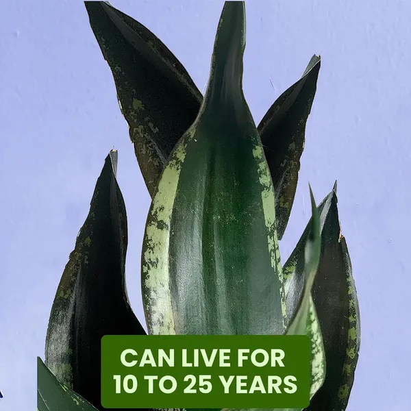 Snake_Plant(Sansevieria_Whitney)_With_Self_Watering_Pot