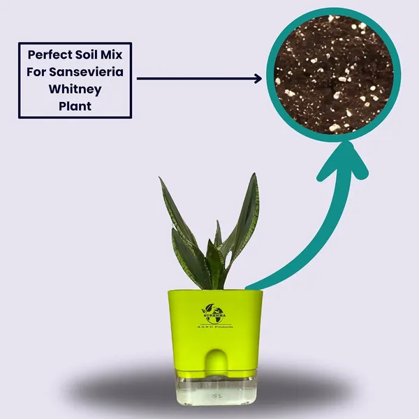 Snake_Plant(Sansevieria_Whitney)_With_Self_Watering_Pot