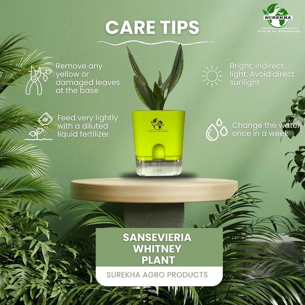 Snake_Plant(Sansevieria_Whitney)_With_Self_Watering_Pot