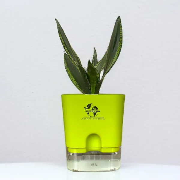 Snake_Plant(Sansevieria_Whitney)_With_Self_Watering_Pot