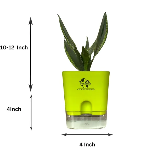 Snake_Plant(Sansevieria_Whitney)_With_Self_Watering_Pot