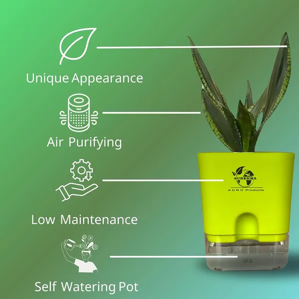 Snake_Plant(Sansevieria_Whitney)_With_Self_Watering_Pot