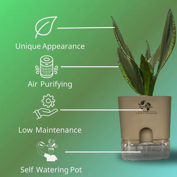 Snake_Plant(Sansevieria_Whitney)_With_Self_Watering_Pot