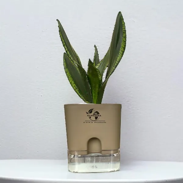 Snake_Plant(Sansevieria_Whitney)_With_Self_Watering_Pot