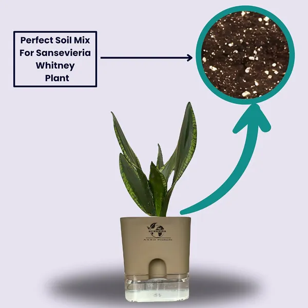 Snake_Plant(Sansevieria_Whitney)_With_Self_Watering_Pot
