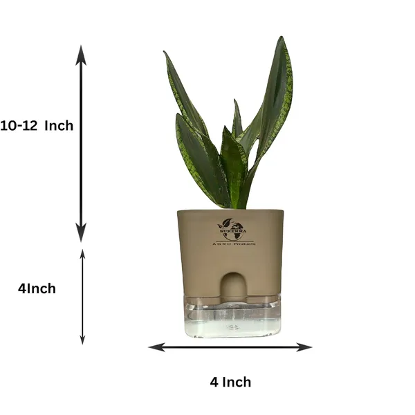Snake_Plant(Sansevieria_Whitney)_With_Self_Watering_Pot