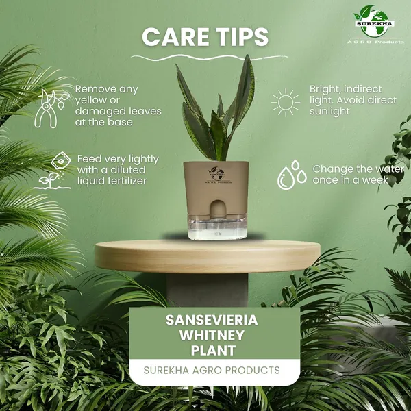 Snake_Plant(Sansevieria_Whitney)_With_Self_Watering_Pot