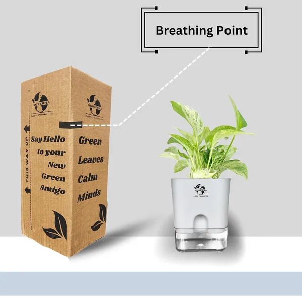 Marble_Queen_Pothos_In_Self_Watering_Pot