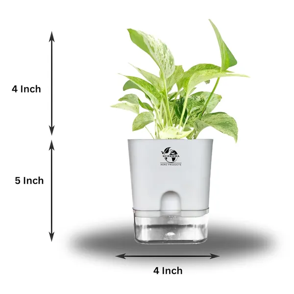 Marble_Queen_Pothos_In_Self_Watering_Pot