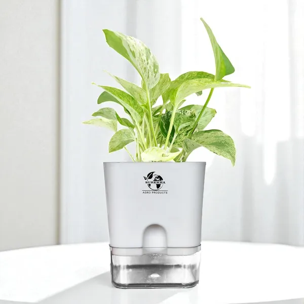 Marble_Queen_Pothos_In_Self_Watering_Pot