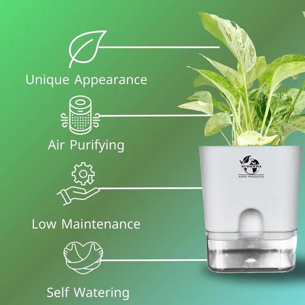 Marble_Queen_Pothos_In_Self_Watering_Pot