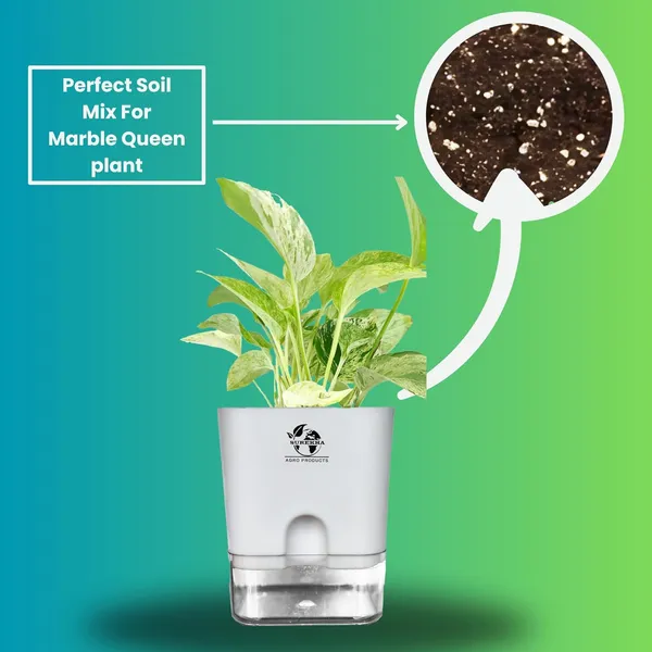 Marble_Queen_Pothos_In_Self_Watering_Pot