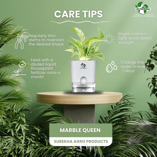 Marble_Queen_Pothos_In_Self_Watering_Pot