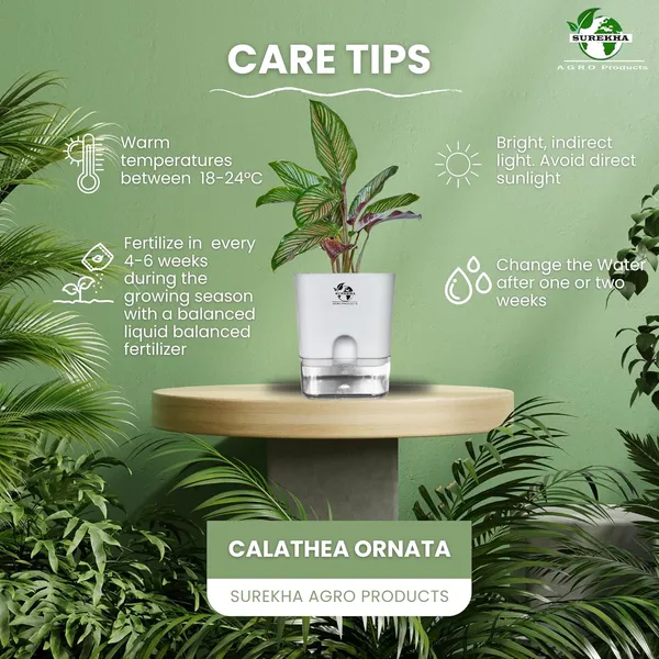 Calathea_Ornata_Live_Plant_In_Self_Watering_Pot
