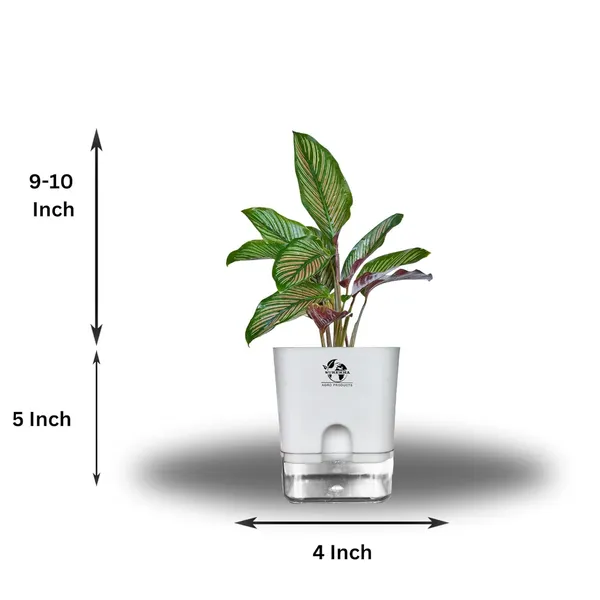 Calathea_Ornata_Live_Plant_In_Self_Watering_Pot