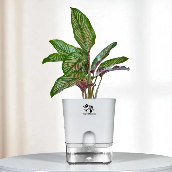 Calathea_Ornata_Live_Plant_In_Self_Watering_Pot