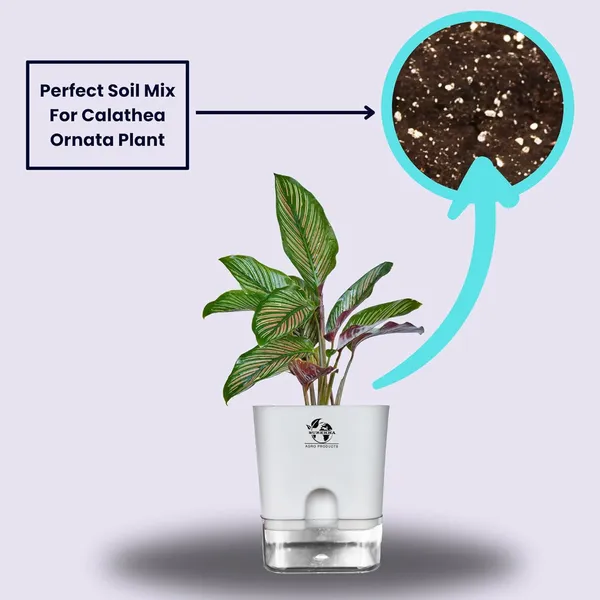 Calathea_Ornata_Live_Plant_In_Self_Watering_Pot