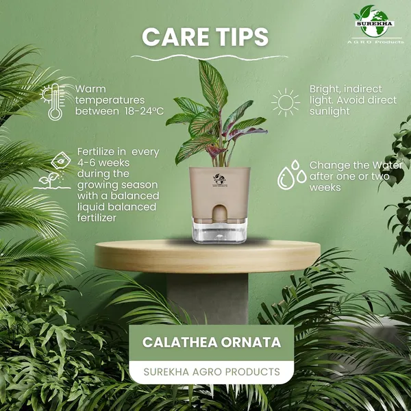 Calathea_Ornata_Live_Plant_In_Self_Watering_Pot