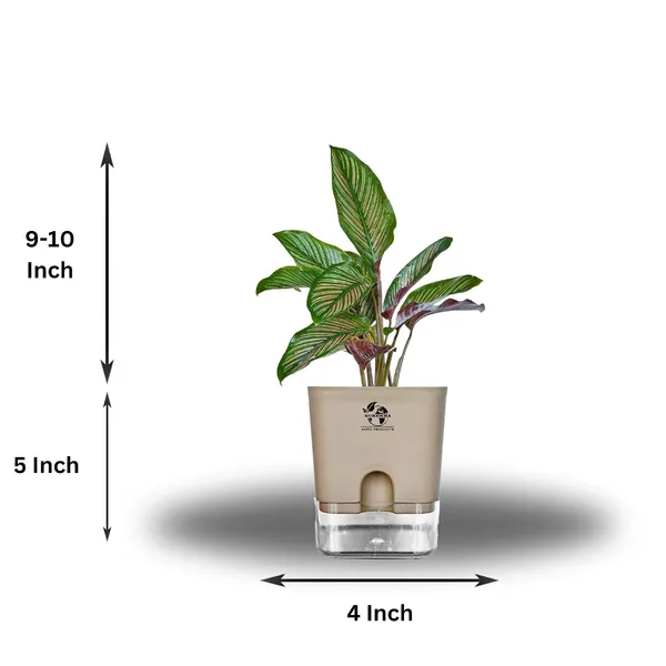 Calathea_Ornata_Live_Plant_In_Self_Watering_Pot
