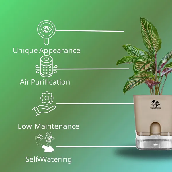 Calathea_Ornata_Live_Plant_In_Self_Watering_Pot