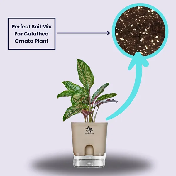 Calathea_Ornata_Live_Plant_In_Self_Watering_Pot