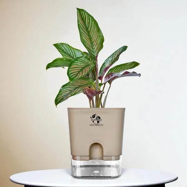 Calathea_Ornata_Live_Plant_In_Self_Watering_Pot