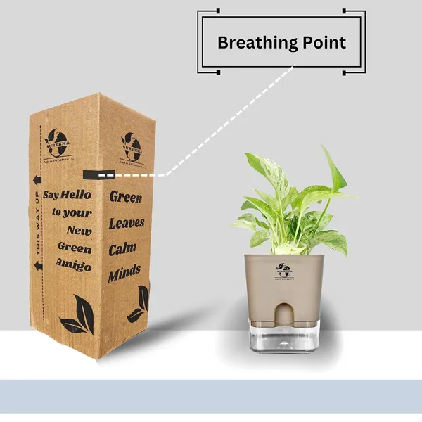 Marble_Queen_Pothos_In_Self_Watering_Pot