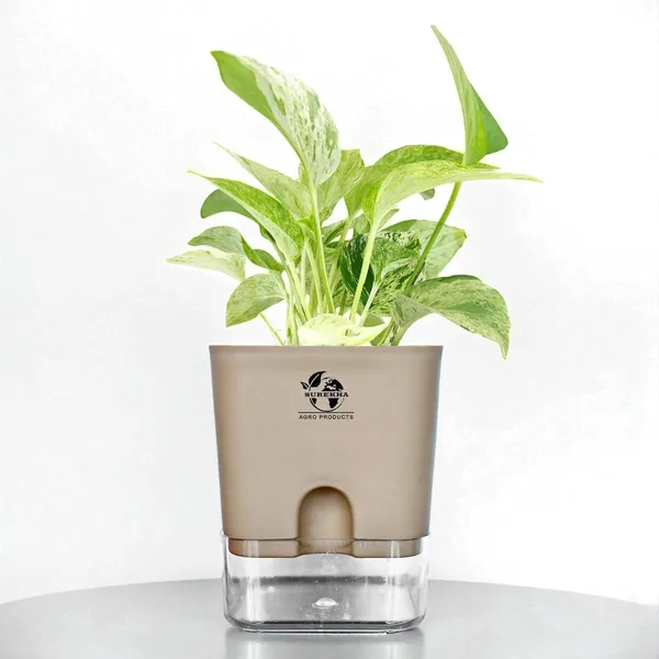 Marble_Queen_Pothos_In_Self_Watering_Pot