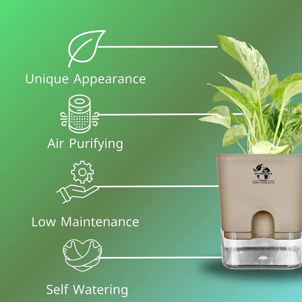 Marble_Queen_Pothos_In_Self_Watering_Pot