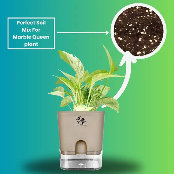 Marble_Queen_Pothos_In_Self_Watering_Pot