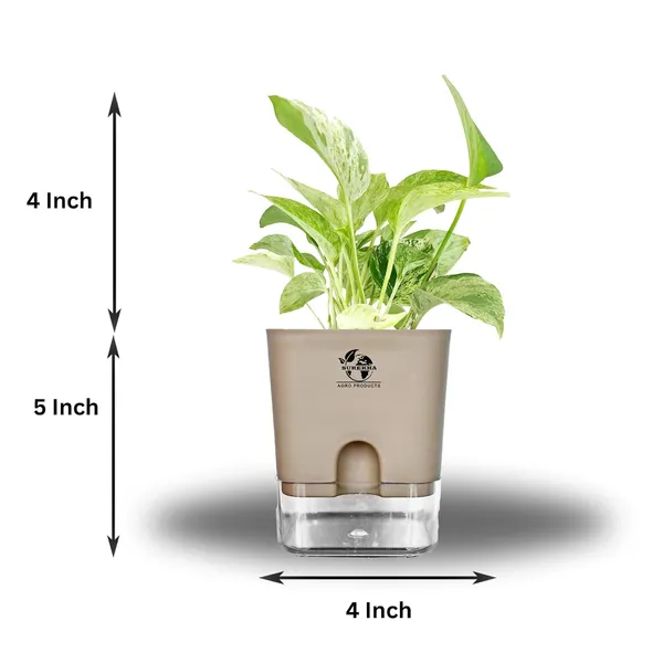 Marble_Queen_Pothos_In_Self_Watering_Pot