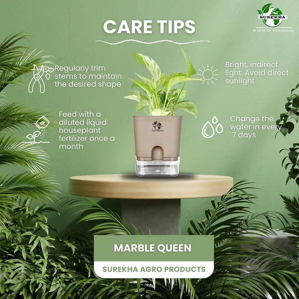 Marble_Queen_Pothos_In_Self_Watering_Pot
