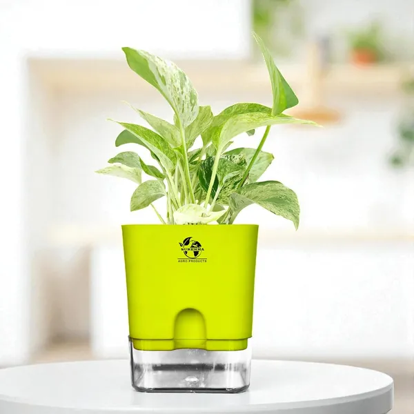 Marble_Queen_Pothos_In_Self_Watering_Pot