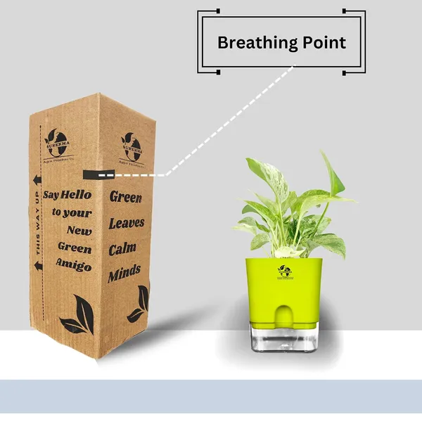 Marble_Queen_Pothos_In_Self_Watering_Pot