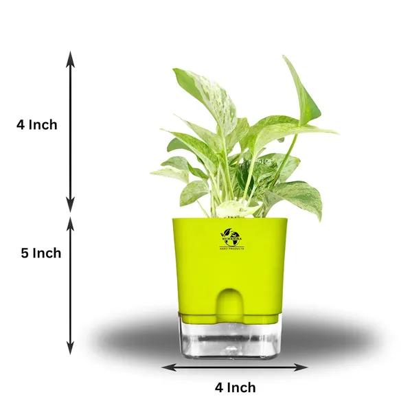 Marble_Queen_Pothos_In_Self_Watering_Pot