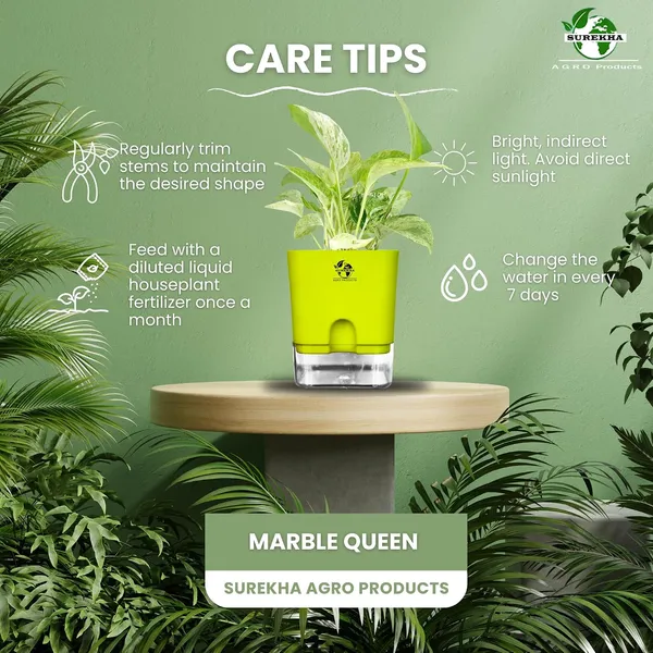 Marble_Queen_Pothos_In_Self_Watering_Pot