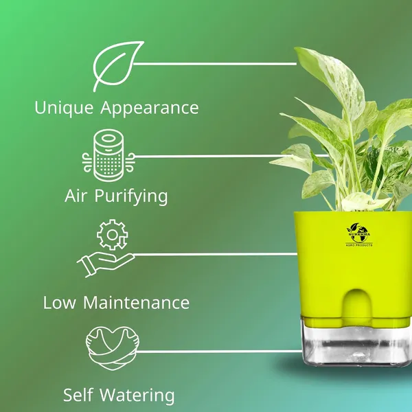 Marble_Queen_Pothos_In_Self_Watering_Pot