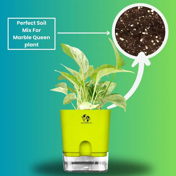 Marble_Queen_Pothos_In_Self_Watering_Pot