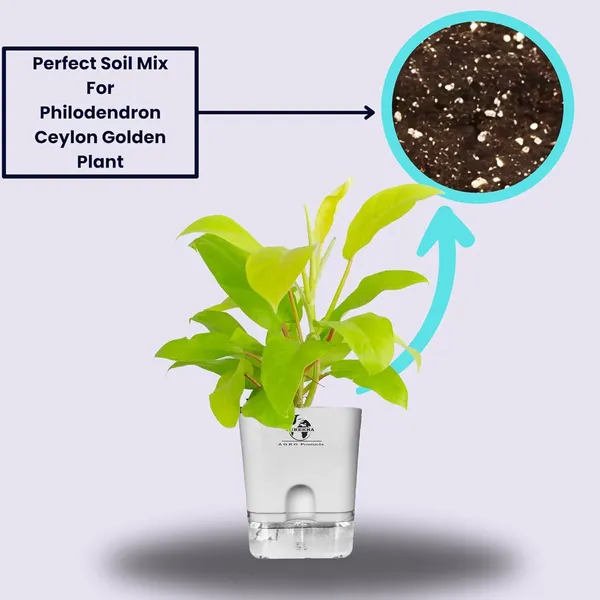 Philodendron_Ceylon_Golden_In_Self_Watering_Pot