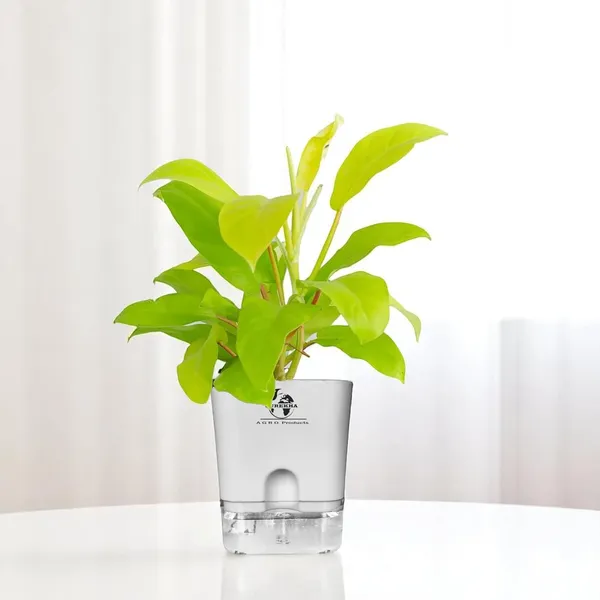 Philodendron_Ceylon_Golden_In_Self_Watering_Pot