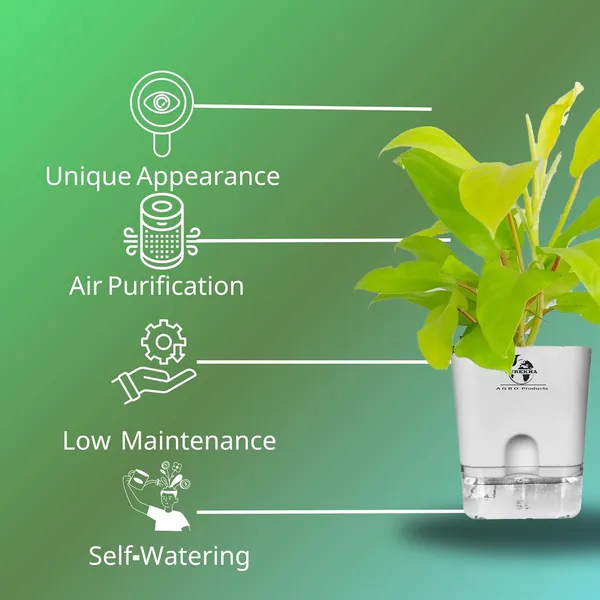 Philodendron_Ceylon_Golden_In_Self_Watering_Pot