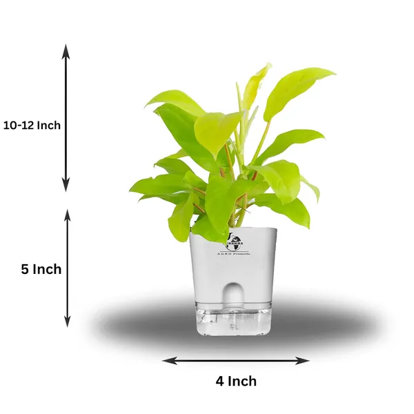 Philodendron_Ceylon_Golden_In_Self_Watering_Pot