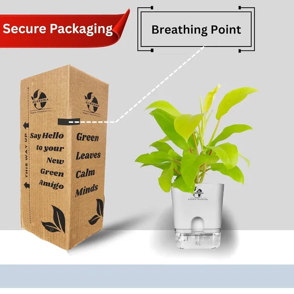 Philodendron_Ceylon_Golden_In_Self_Watering_Pot