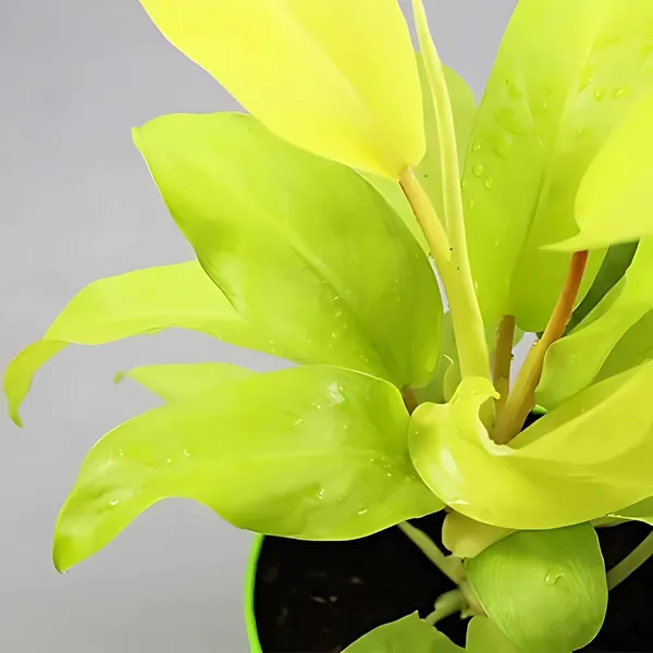 Philodendron_Ceylon_Golden_In_Self_Watering_Pot