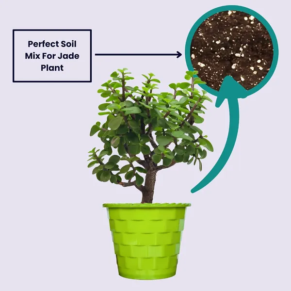 Mini_Jade_Plant_With_Pot