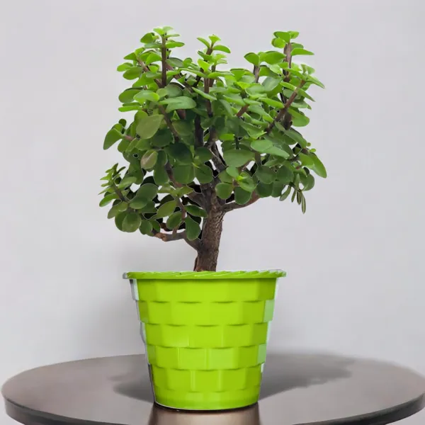 Mini_Jade_Plant_With_Pot